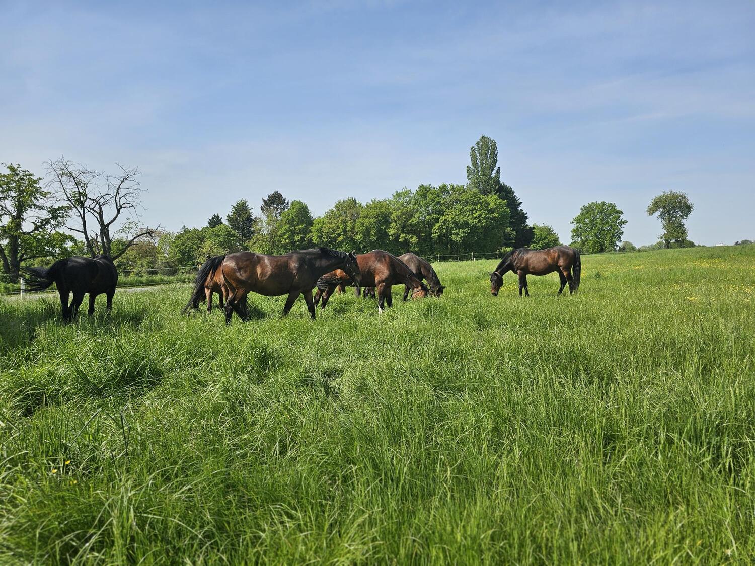 Reitanlage
